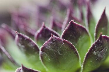 Close-up of frozen succulent - CAVF67974