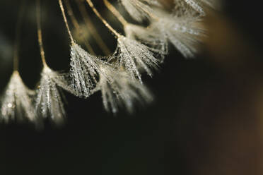 Close-up of wet dandelion - CAVF67980