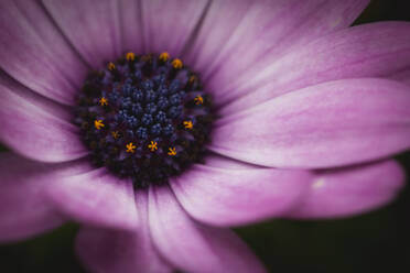 Close-up of Osteospermum - CAVF67982