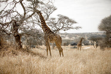 Giraffen auf einem Feld im Serengeti-Nationalpark - CAVF67983