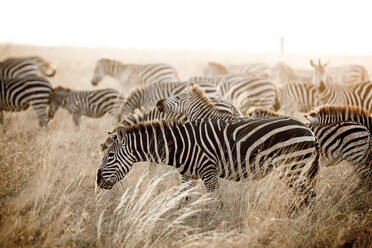 Zebras auf einem Feld gegen den Himmel im Serengeti-Nationalpark - CAVF67985