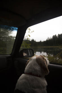 Rückansicht eines Hundes, der durch das Fenster schaut, während er im Auto sitzt - CAVF67997