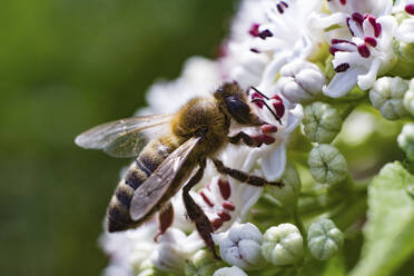 Nahaufnahme einer Honigbiene bei der Bestäubung von Blumen - CAVF67998