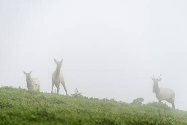 Hirsch stehend auf grasbewachsenem Hügel bei nebligem Wetter gegen den Himmel - CAVF68007