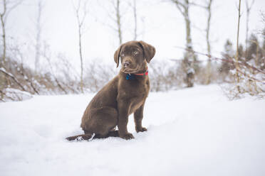 Schokoladen-Labrador schaut weg, während er auf einem schneebedeckten Feld sitzt - CAVF68022