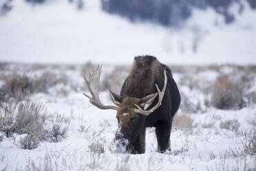 Moose grazing on snowy field - CAVF68024
