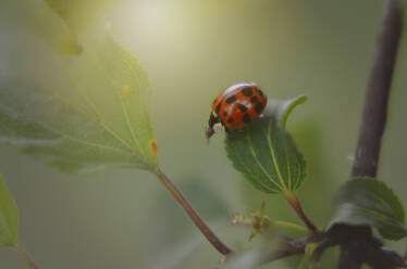 Close-up of ladybug on leaf - CAVF68049