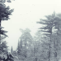 Deutschland, Nordrhein-Westfalen, Wuppertal, Vogelschwarm fliegt bei Nebel über Winterwald - DWIF01068