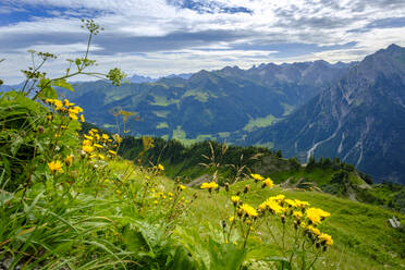 Austria, Vorarlberg, Mittelberg, Wildflowers blooming against green scenic valley in Allgau Alps - LBF02759