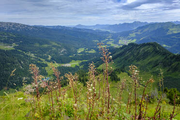 Österreich, Vorarlberg, Mittelberg, Blühende Wildblumen vor grüner Kulisse in den Allgäuer Alpen - LBF02760