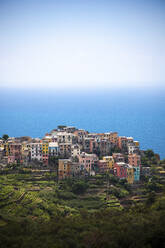 Corniglia am Mittelmeer, Ligurien, Cinque Terre, Italien - GIOF07391