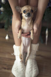 Tiefschnitt eines Mädchens mit Chihuahua zu Hause - CAVF68103