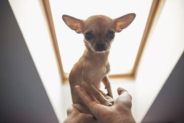 Ausgeschnittenes Bild eines Mädchens mit Chihuahua zu Hause - CAVF68104