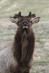 Close-up portrait of Elk on field - CAVF68112