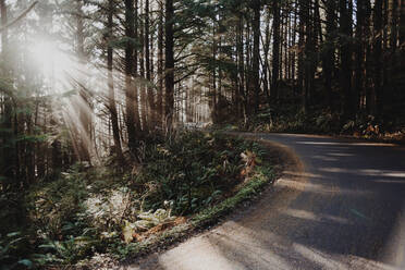 Sonnenlicht, das durch Bäume auf einer Straße im Wald fällt - CAVF68119