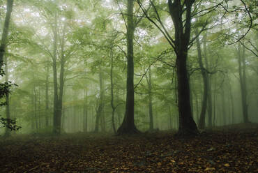 Baumfeld im Wald - CAVF68132