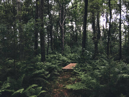 Holzpromenade im Wald - CAVF68150