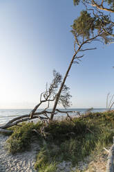 Germany, Weststrand, Darss, Trees on beach - MYF02195