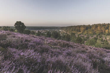 Deutschland, Niedersachsen, Lüneburger Heide, Felder mit Heide bei Sonnenuntergang - KEBF01376