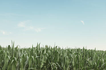 Landschaftliche Ansicht von auf einem Feld wachsenden Pflanzen gegen den Himmel - CAVF68184