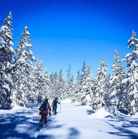 Skiers walking on field amidst snow covered trees against blue sky stock photo