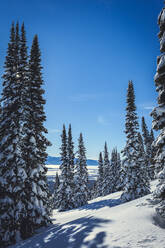 Schneebedeckte Bäume vor blauem Himmel - CAVF68196