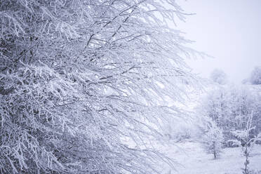 Schneebedeckte Bäume gegen den Himmel - CAVF68207