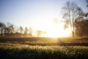 Oberflächenniveau des Grases auf dem Golfplatz bei Sonnenaufgang - CAVF68215