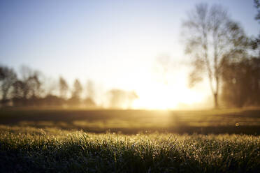 Surface level of grass on golf course during sunrise - CAVF68215