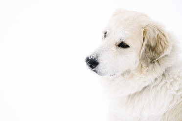 Golden Retriever, der sich auf einem schneebedeckten Feld ausruht - CAVF68217