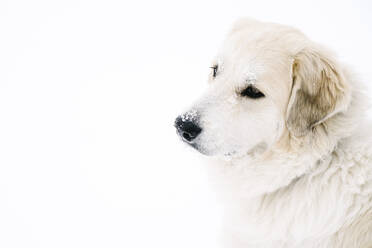High angle view of Golden Retriever relaxing on snow covered field - CAVF68217