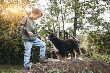 Boy playing with his Bernese mountain dog in the garden - HMEF00668