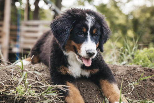 Berner Sennenhund im Garten - HMEF00672