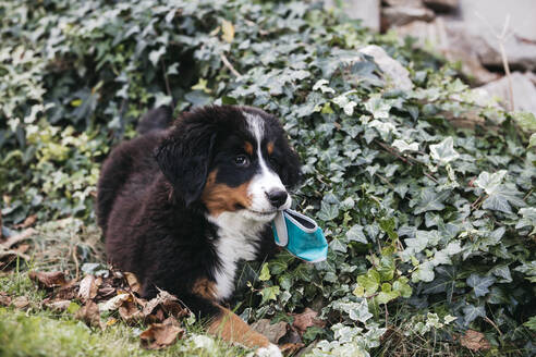 Berner Sennenhund beim Spielen im Garten - HMEF00679