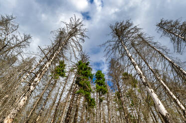 Dead spruce trees, Harz, Saxony-Anhalt, Germany - FRF00872
