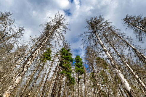 Abgestorbene Fichten, Harz, Sachsen-Anhalt, Deutschland - FRF00872