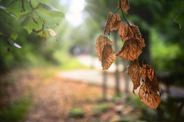 Herbstliche Blätter im Gegenlicht - FRF00876