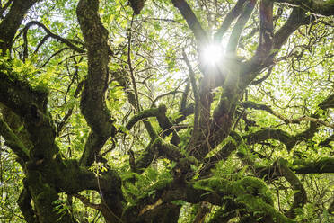 Low angle view of moss covered branches during sunny day - CAVF68231