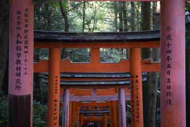Japan, Präfektur Kyoto, Stadt Kyoto, Kanji auf Torii-Toren, die zum Tempel Fushimi Inari-taisha führen - ABZF02786