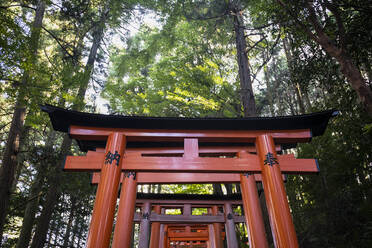 Japan, Präfektur Kyoto, Stadt Kyoto, Hohe Bäume, die den Torii-Pfad des Fushimi Inari-taisha-Tempels umgeben - ABZF02787