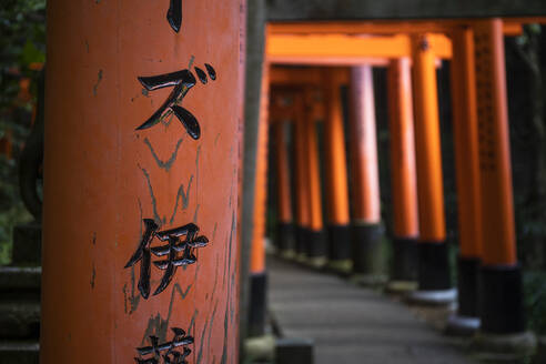 Japan, Präfektur Kyoto, Stadt Kyoto, Kanji auf Torii-Toren, die zum Tempel Fushimi Inari-taisha führen - ABZF02788