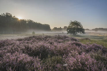 Germany, Hamburg, Landscape with heather at sunrise - KEBF01410