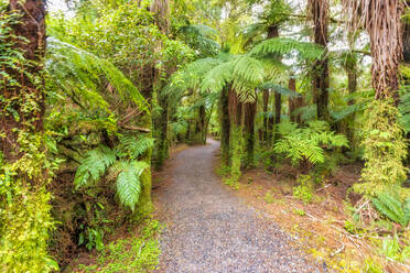 Roaring Billy Falls Walk, South Island, New Zealand - SMAF01626