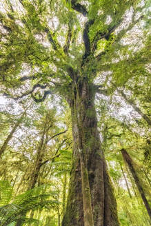 Niedriger Blickwinkel auf einen Baum, Roaring Billy Falls Walk, Südinsel, Neuseeland - SMAF01628