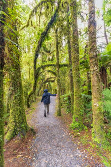 Wanderin berührt Baum, Roaring Billy Falls Walk, Südinsel, Neuseeland - SMAF01629