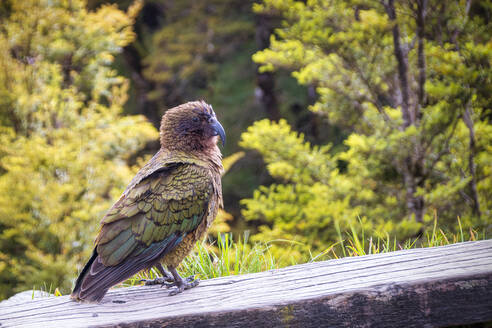 Kea, Nestor notabilis, Südinsel, Neuseeland - SMAF01661