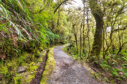 Fiordland National Park, Weg durch den Regenwald, Südinsel, Neuseeland - SMAF01664