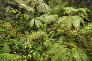 Regenwald und Farne, Fiordland National Park, Südinsel, Neuseeland - SMAF01675