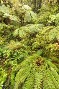 Regenwald und Farne, Fiordland National Park, Südinsel, Neuseeland - SMAF01676