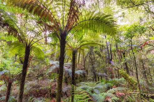 Regenwald und Farne, Fiordland National Park, Südinsel, Neuseeland - SMAF01679
